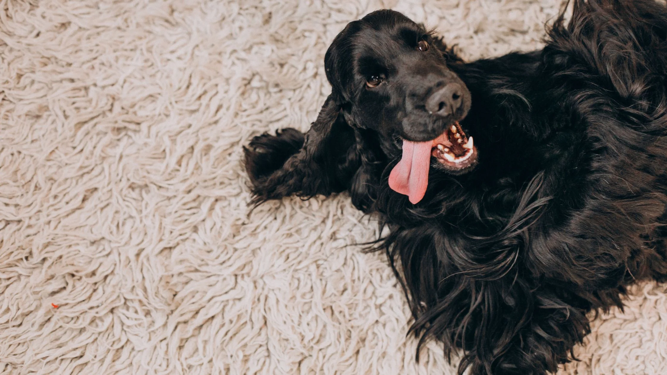 HOW TO CHOOSE THE RIGHT DOG FOR THE RIGHT HOUSEHOLD