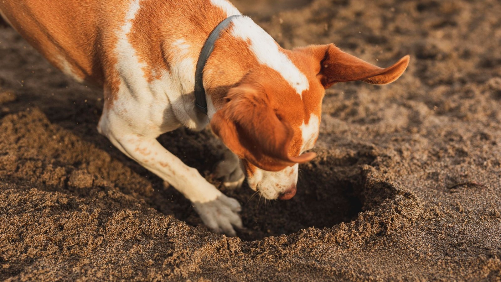 Why Dogs Are Always Dig 