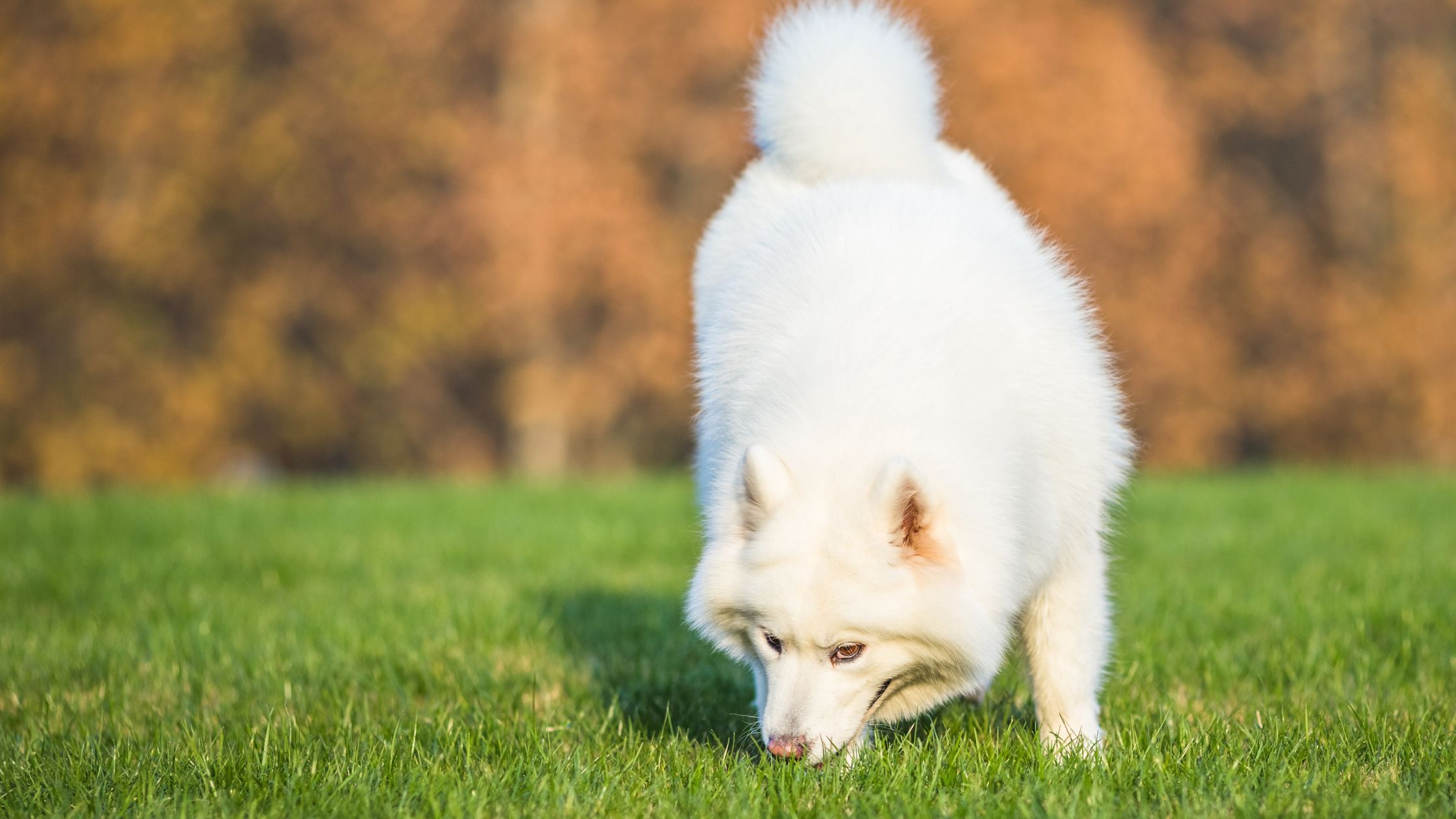 WHY DOGS EAT GRASS