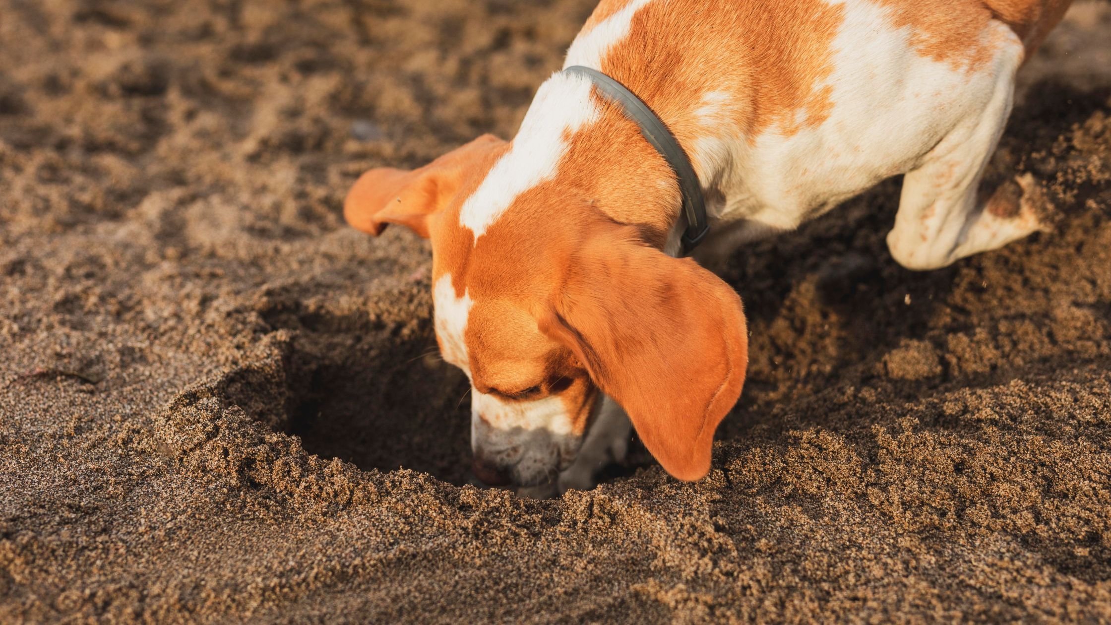 Why Dogs Are Always Digging