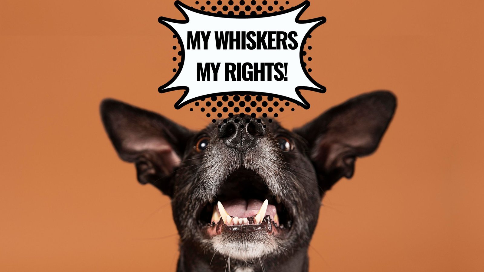 WHY DOGS HAVE WHISKERS