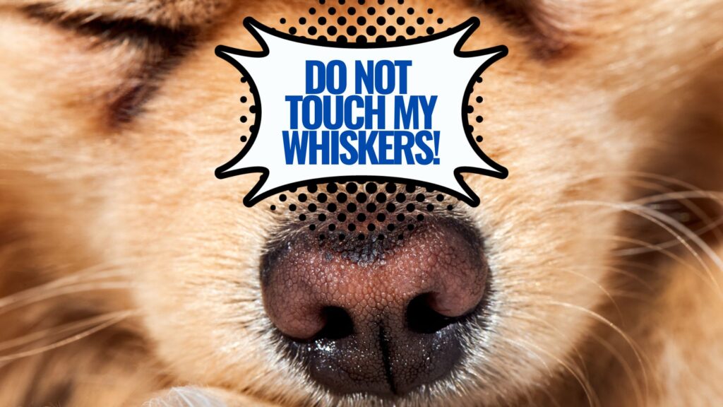 Why Do Dogs Have Whiskers? Evolutionary Tale • Doggozila Magazine