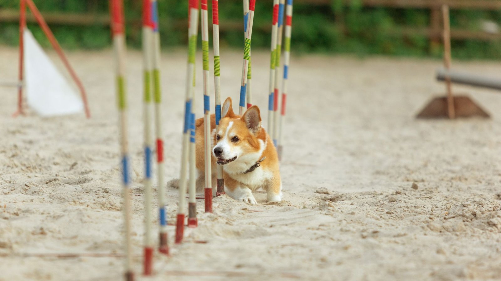 pro dog training Train ROOM