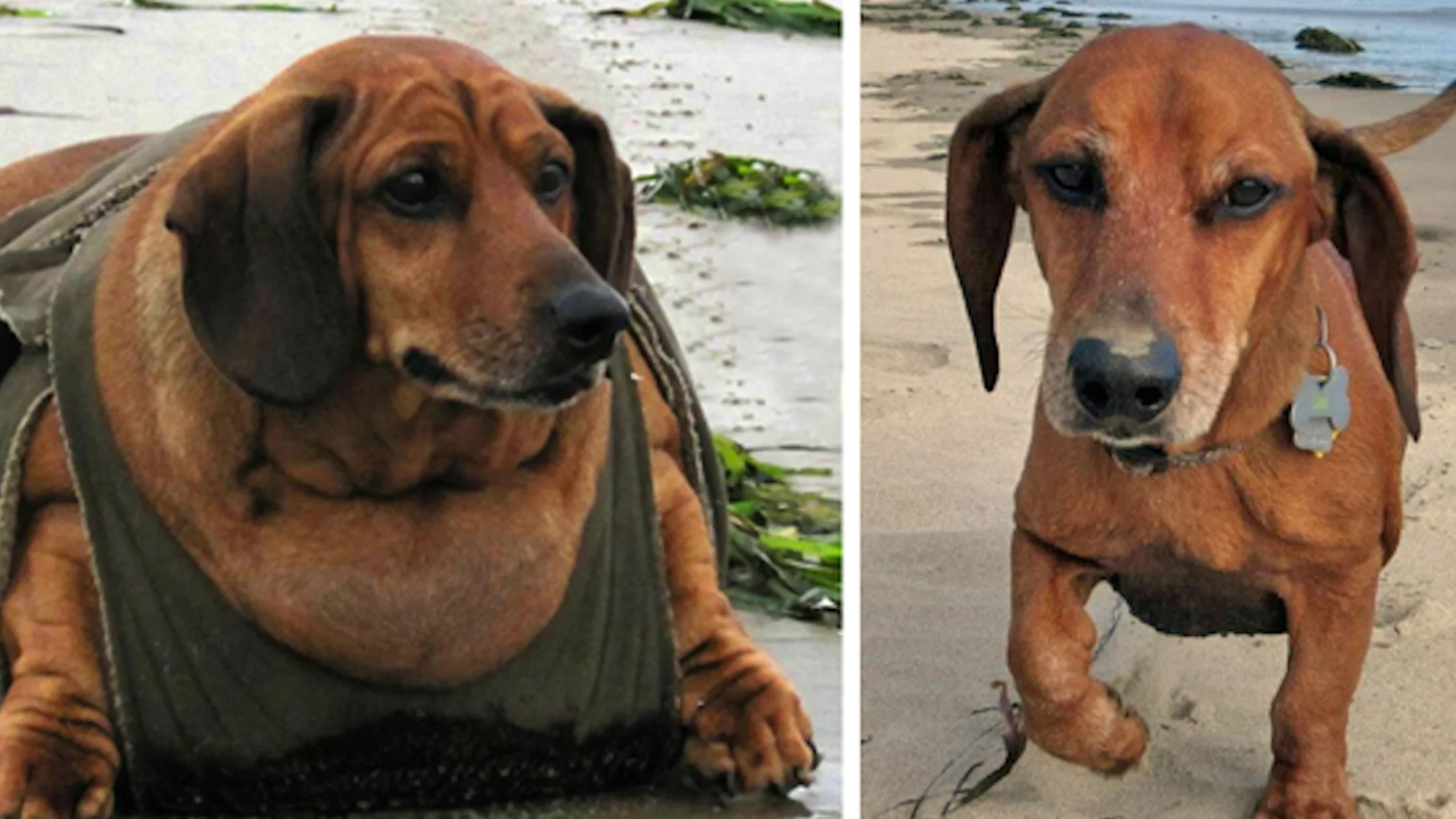 CAUSES AND TACKLING OBESITY IN DOGS