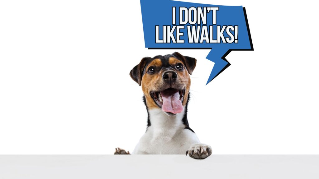 why some dogs love walks while others don't