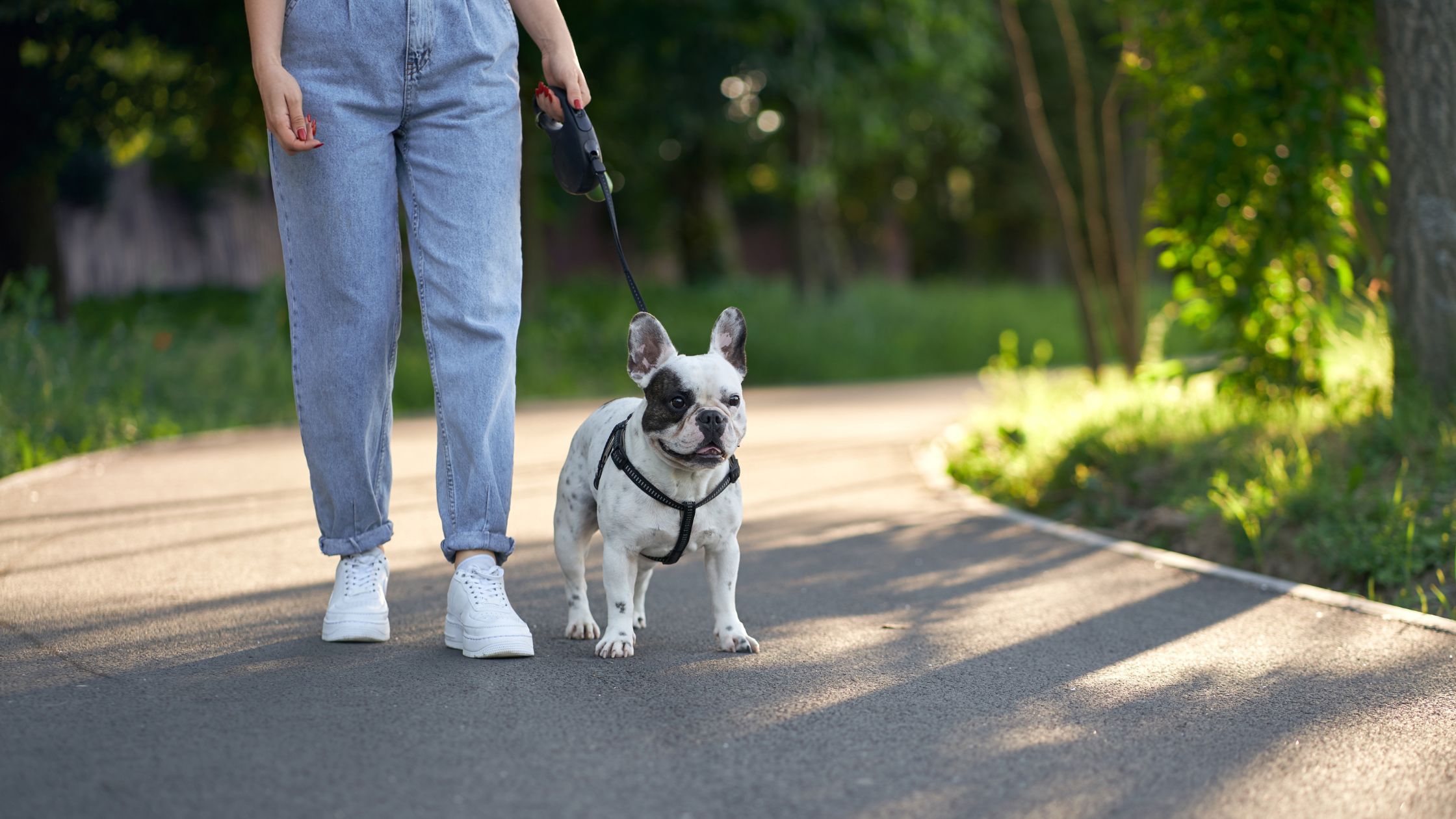 TRAIN YOUR DOG TO WALK WITH YOU
