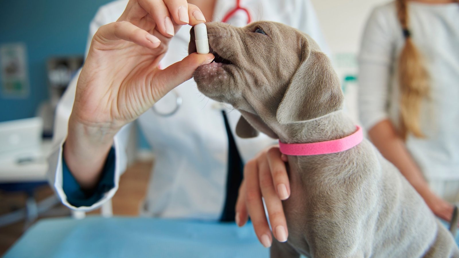 most important veterinary advices