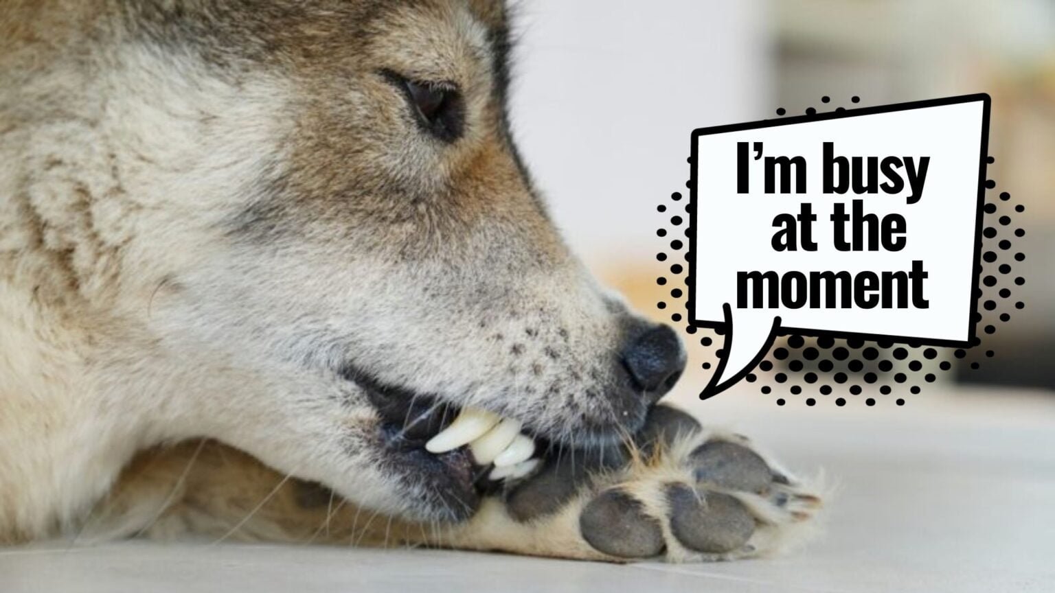 why dogs lick their paws