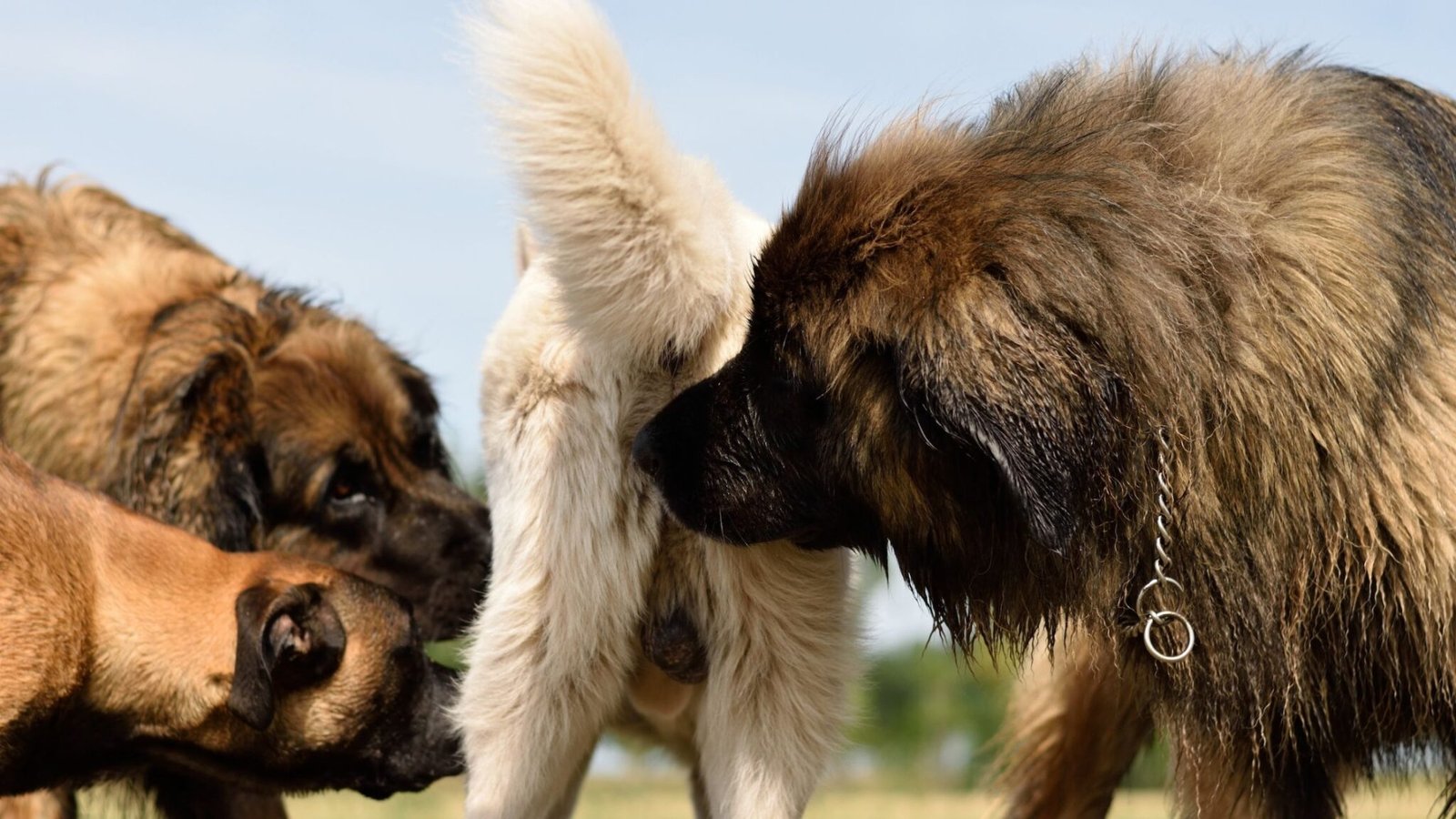 WHY IS MY DOG OBSESSIVELY LICKING HIS BUTT?