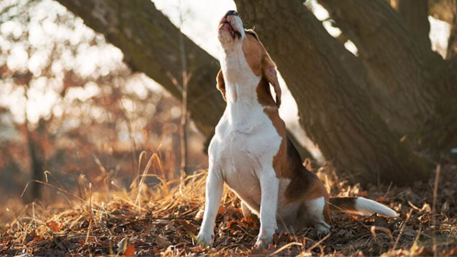 WHY DO DOGS HOWL