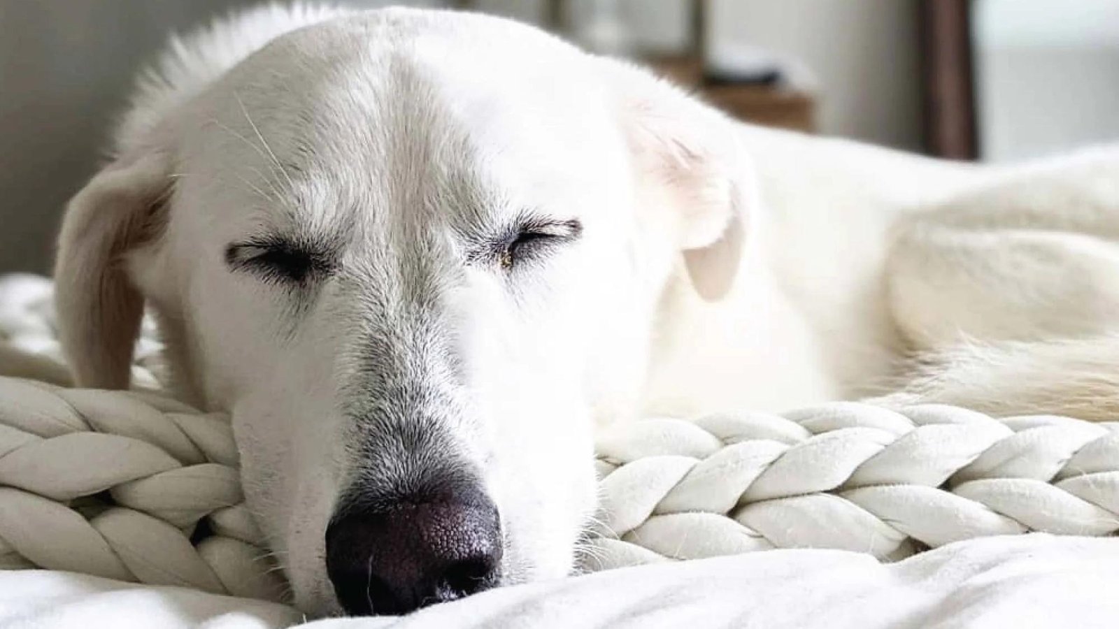 why do dogs sleep so much