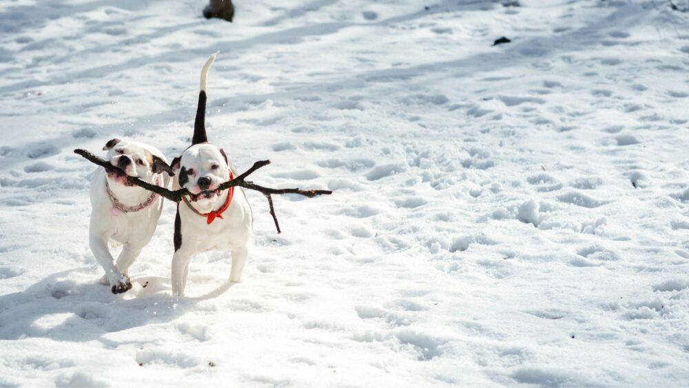 How To Keep Your Dog Warm In Winter? The Frosty Pup Tales • Doggozila - Easy Dog Warmth Solutions For Winter