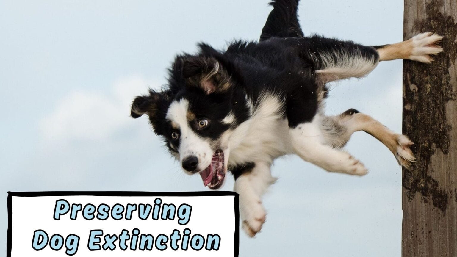 Preserving Dog Extinction