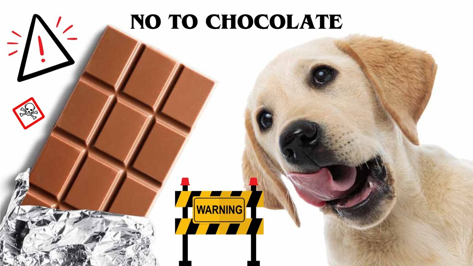 WHAT HAPPENS WHEN A DOG EATS CHOCOLATE