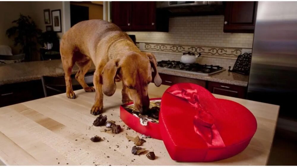 WHAT HAPPENS WHEN A DOG EATS CHOCOLATE?