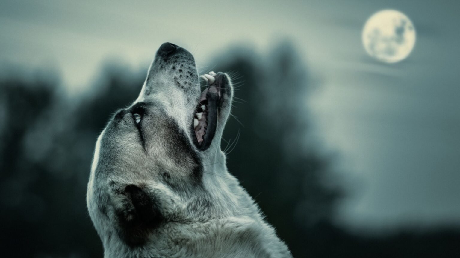 WHY DO DOGS HOWL?