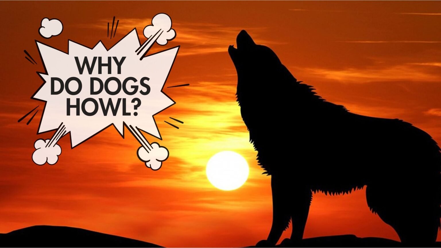 WHY DO DOGS HOWL