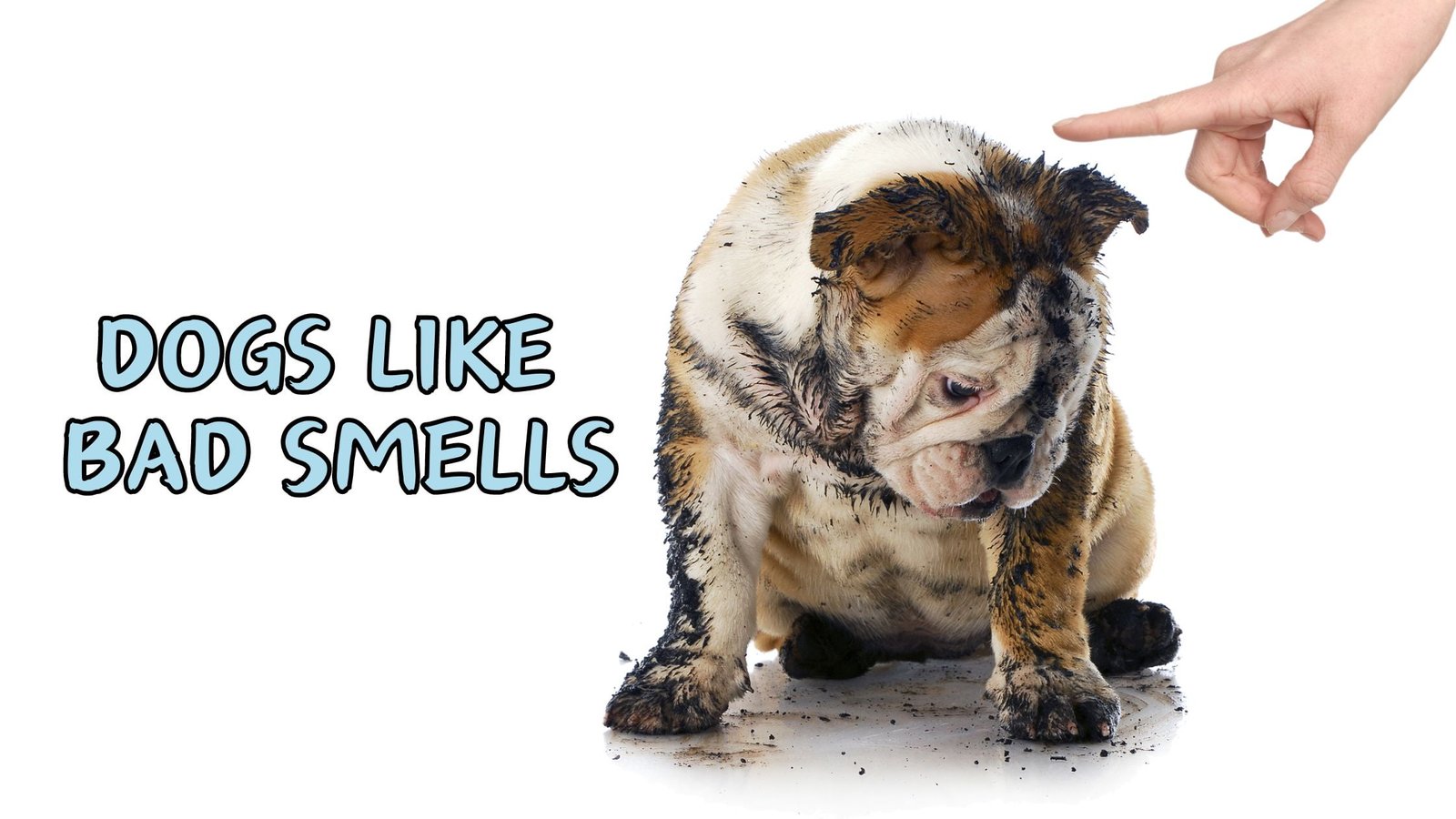 WHY DO DOGS LIKE BAD SMELLS
