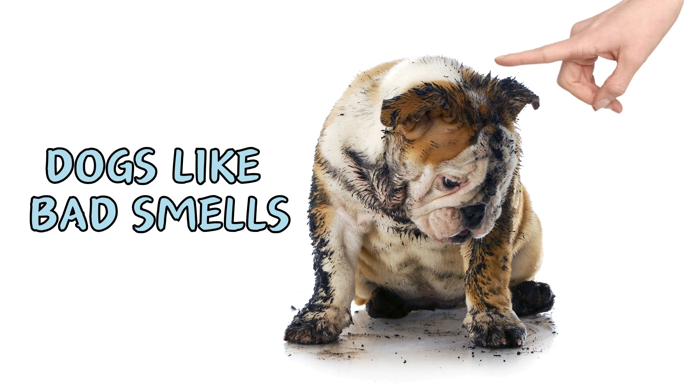 WHY DO DOGS LIKE BAD SMELLS