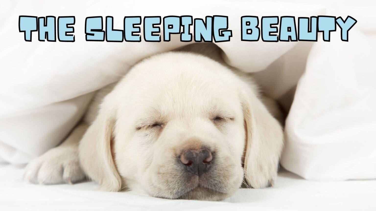 WHY DO DOGS SLEEP SO MUCH
