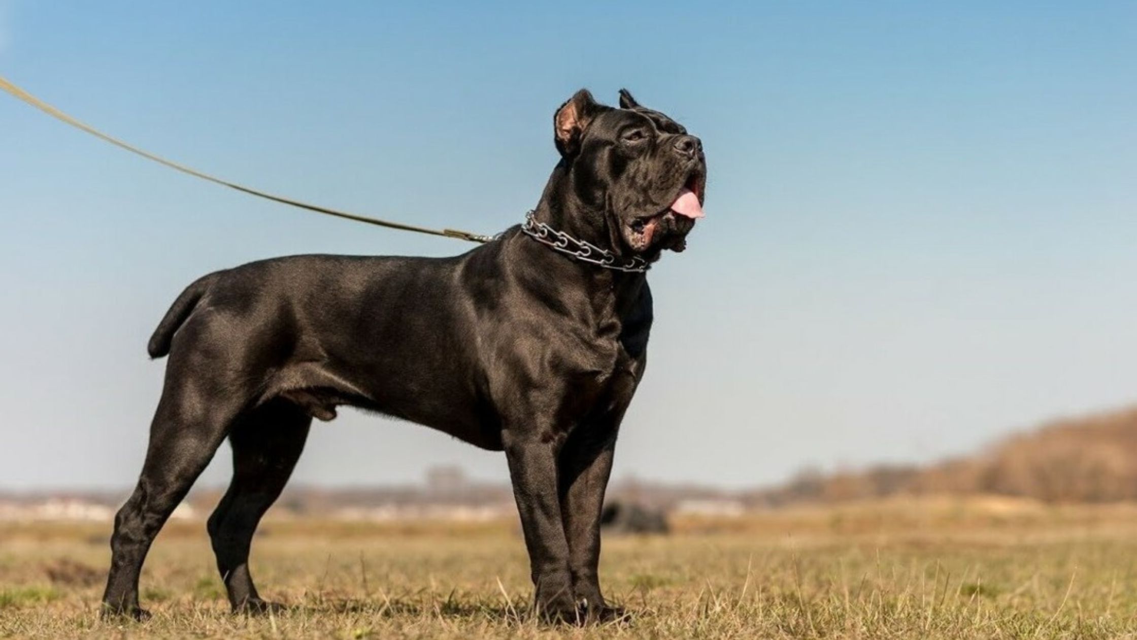 cane corso dog's most wanted