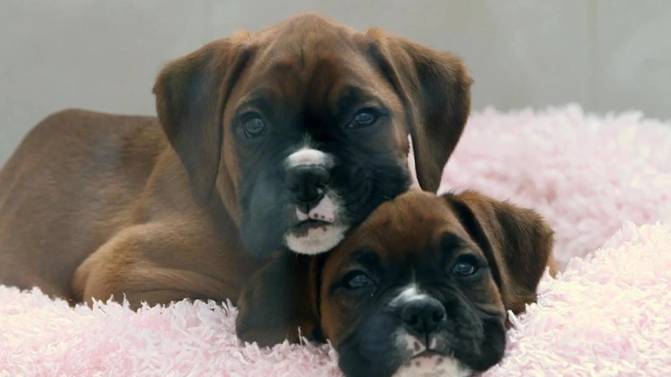 dog cloning