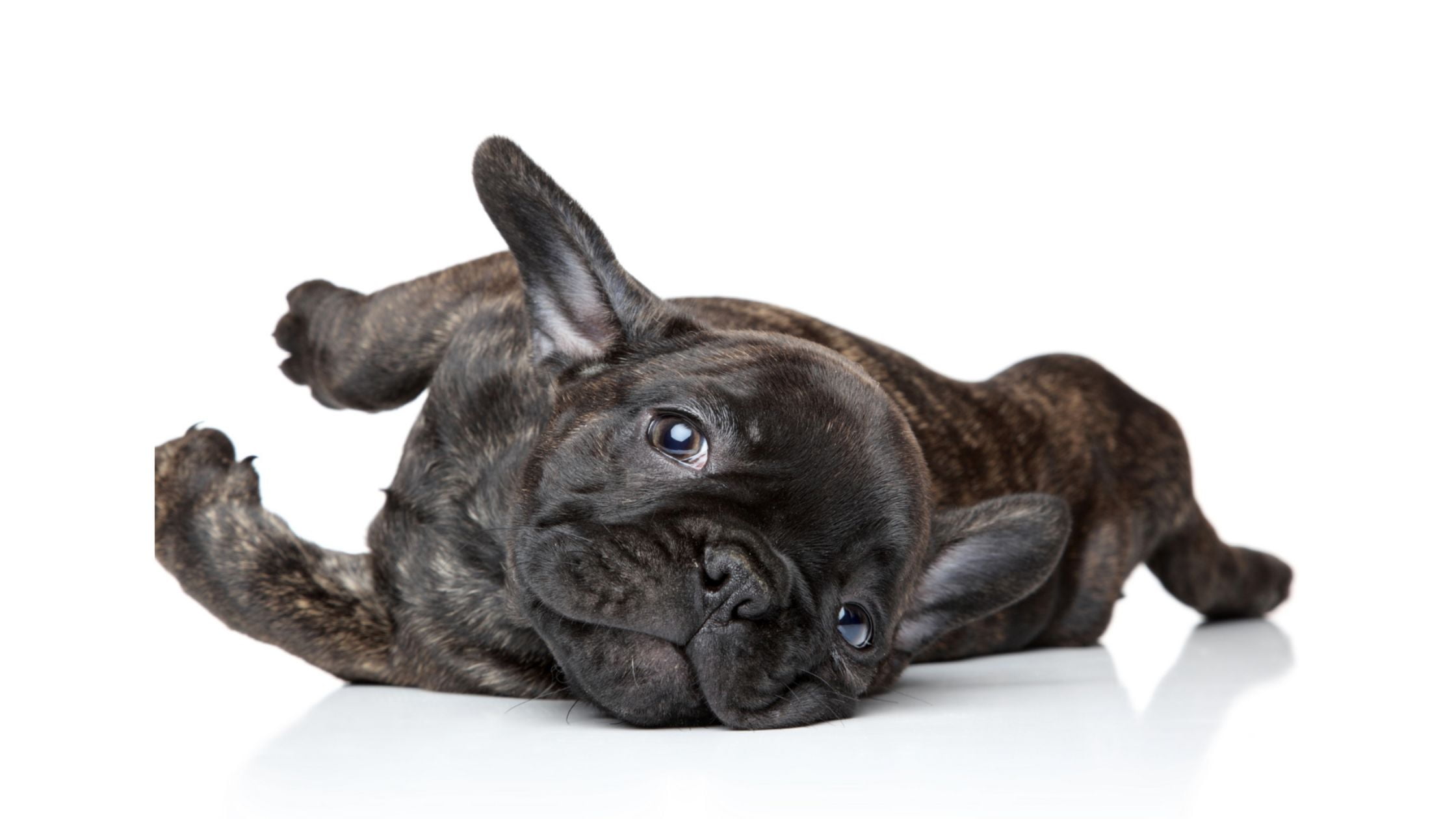 french bulldog dogs most wanted