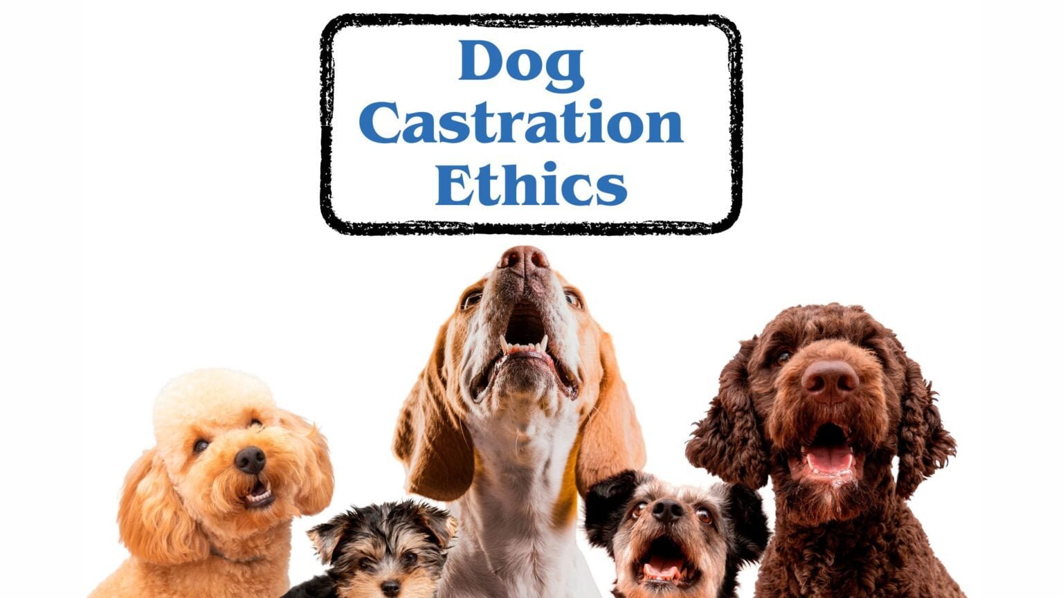 the ethics of dog castration