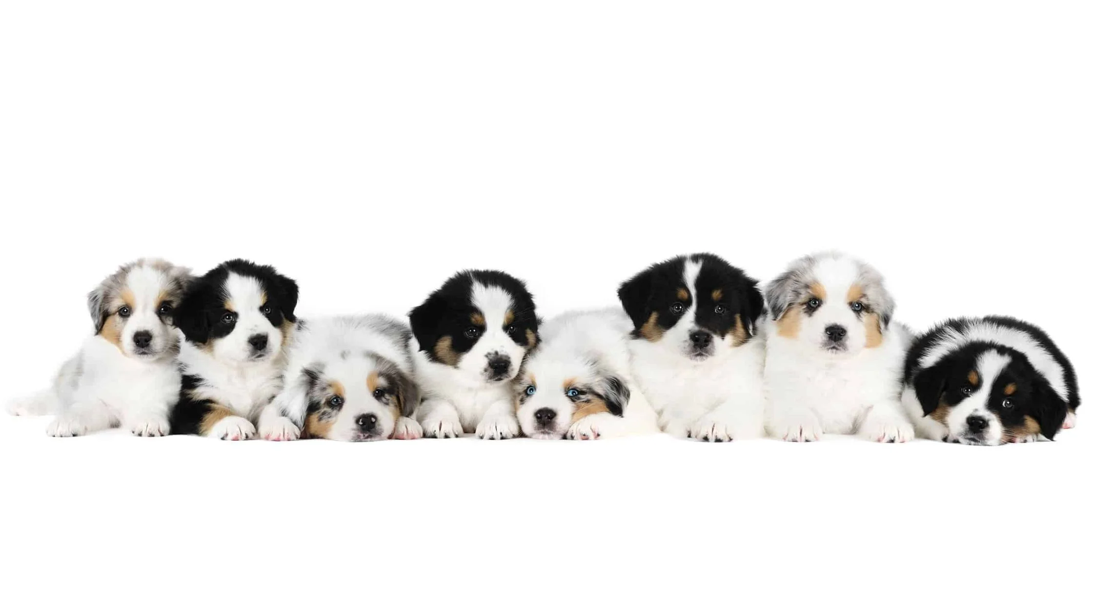 dog cloning