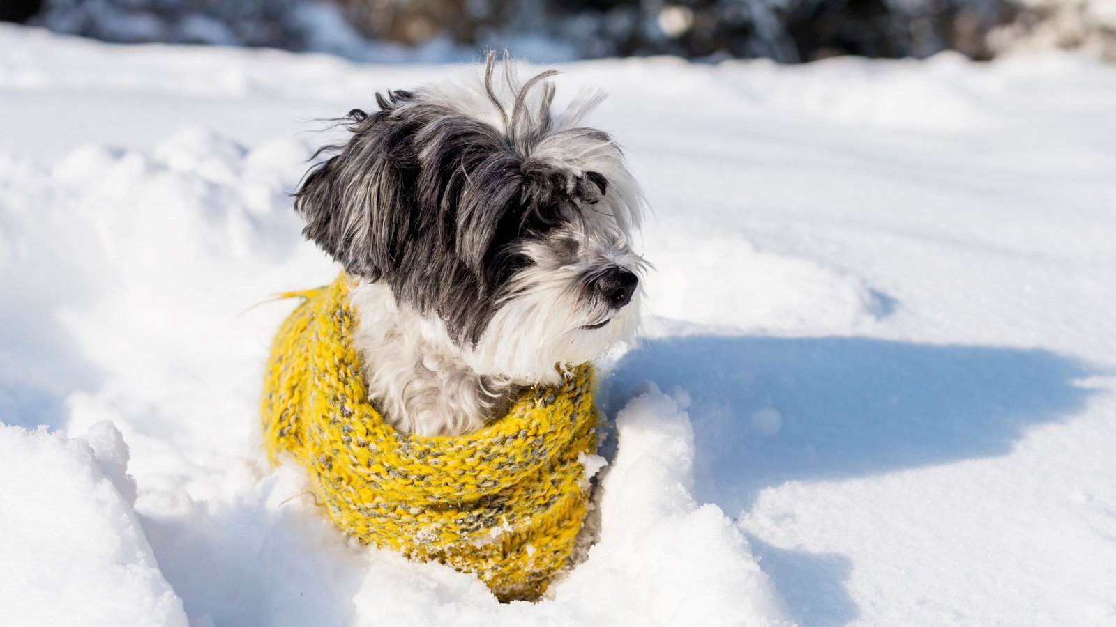 HOW KEEP YOUR DOG WARM IN WINTER