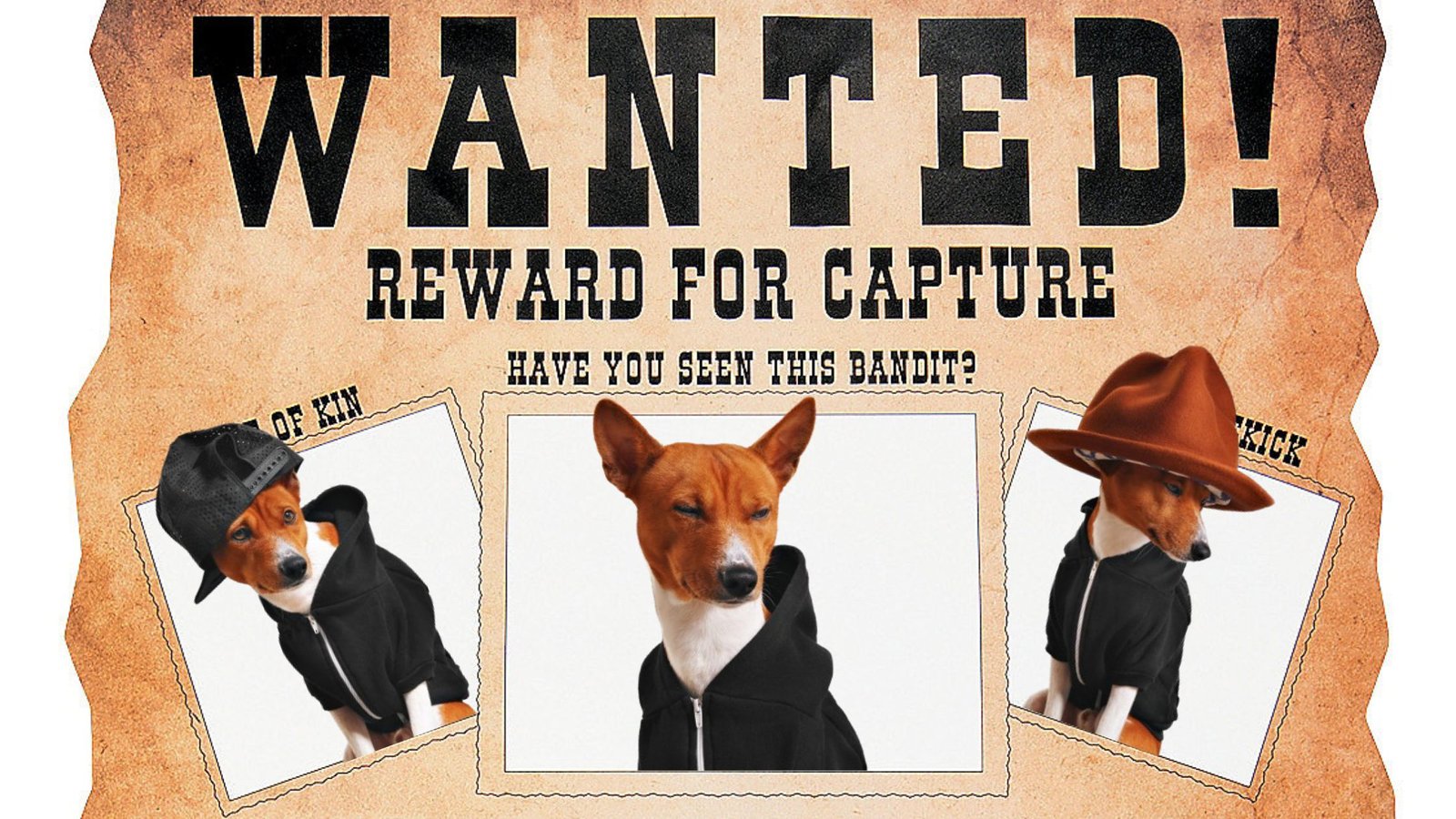 dog's most wanted
