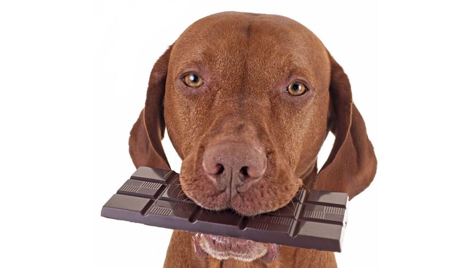 dogs and chocolade