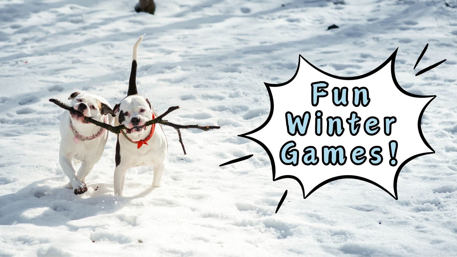 Winter Games for Dogs to Play