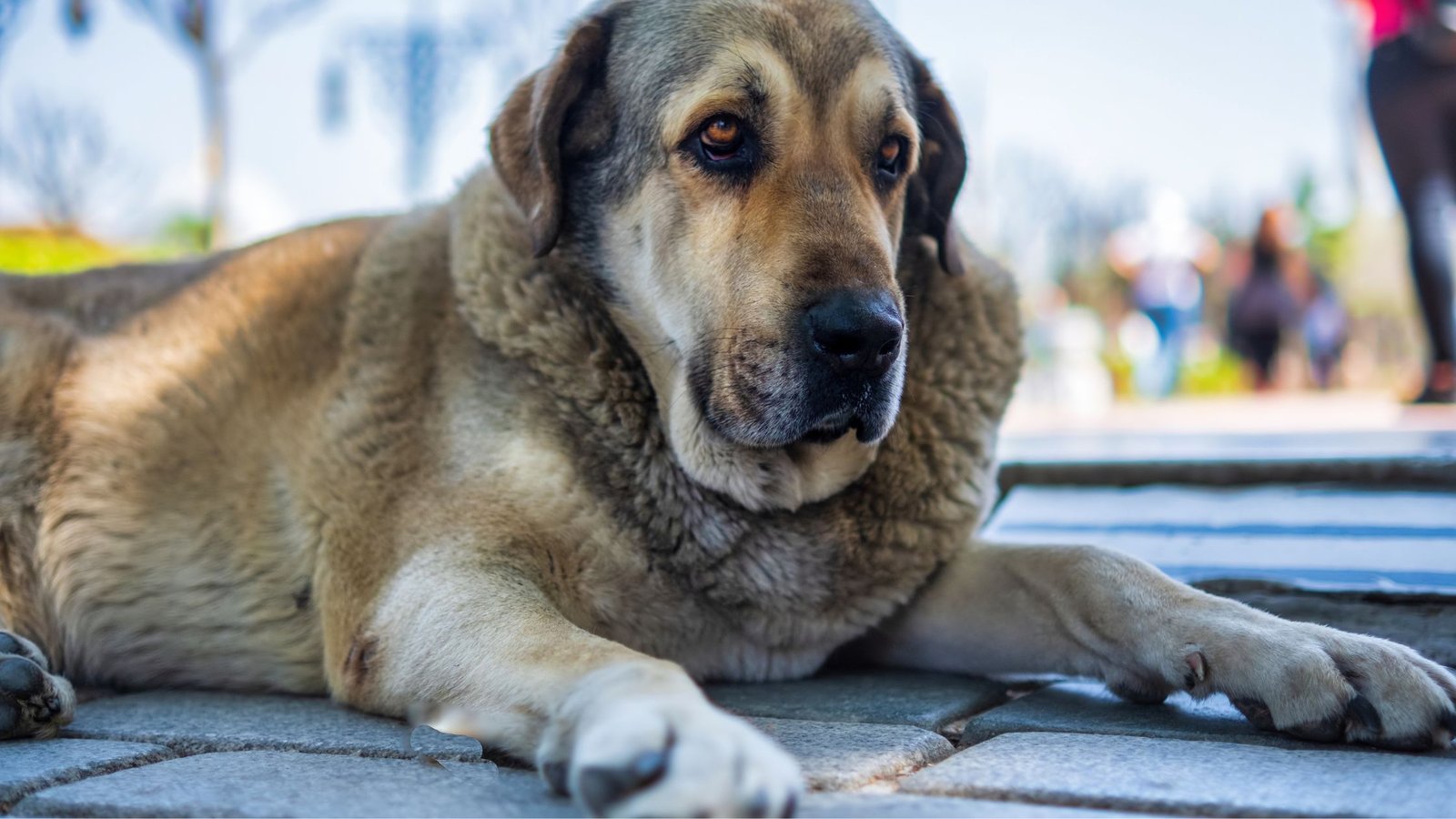 mystery of dog aging