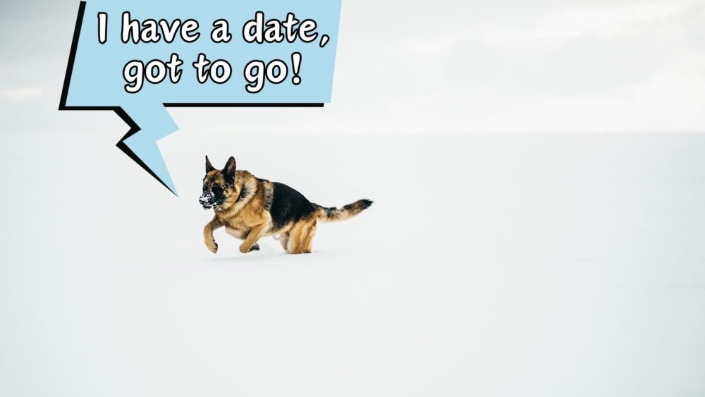 WHY DO DOGS RUN AWAY