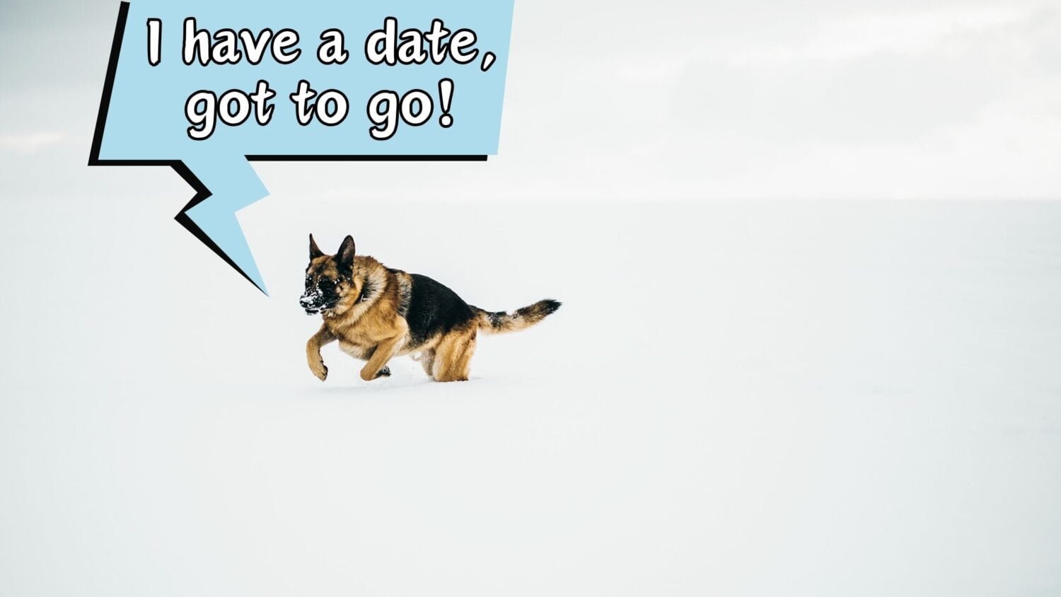 MAGAZINE FOR HEALTHY DOGGOS LIFESTYLE DOGGOZINE