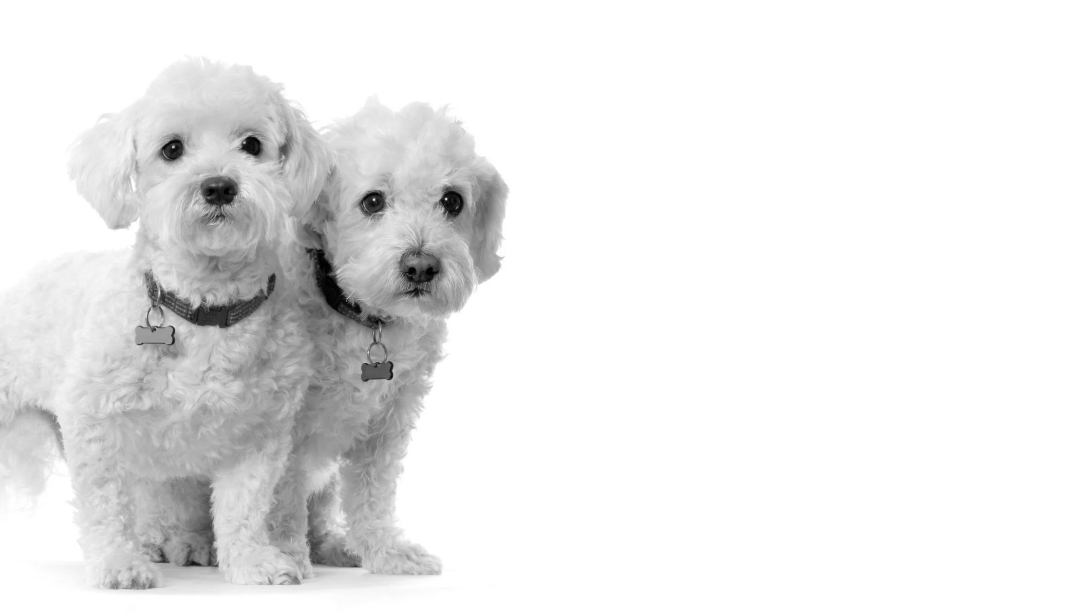 dog clones