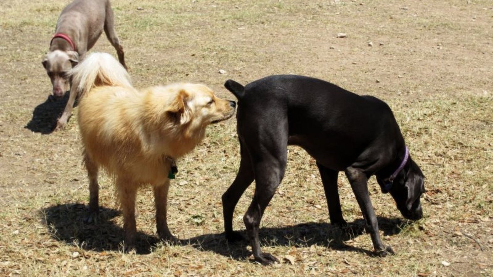 WHY DOGS LICK THEIR BUTTS AND OTHER DOGS' BUTTS