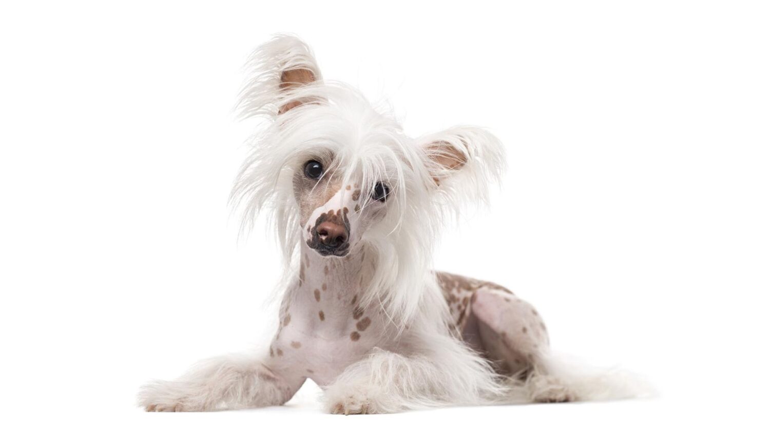 Chinese Crested dog breed