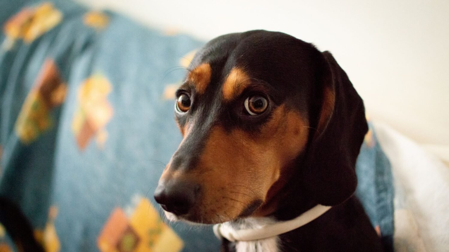 WHY DOES MY DOG STARE AT ME?