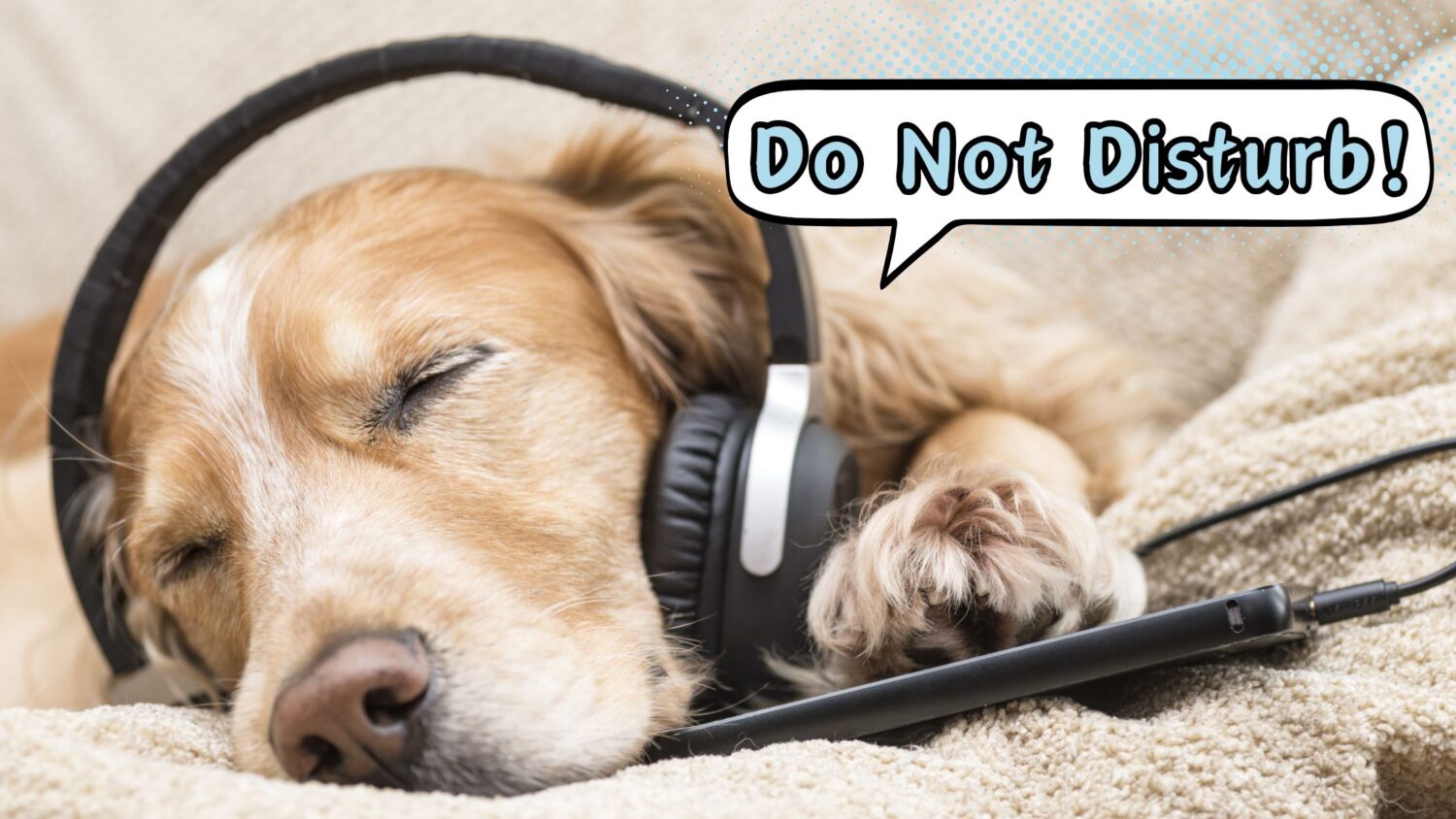 DO DOGS LIKE MUSIC