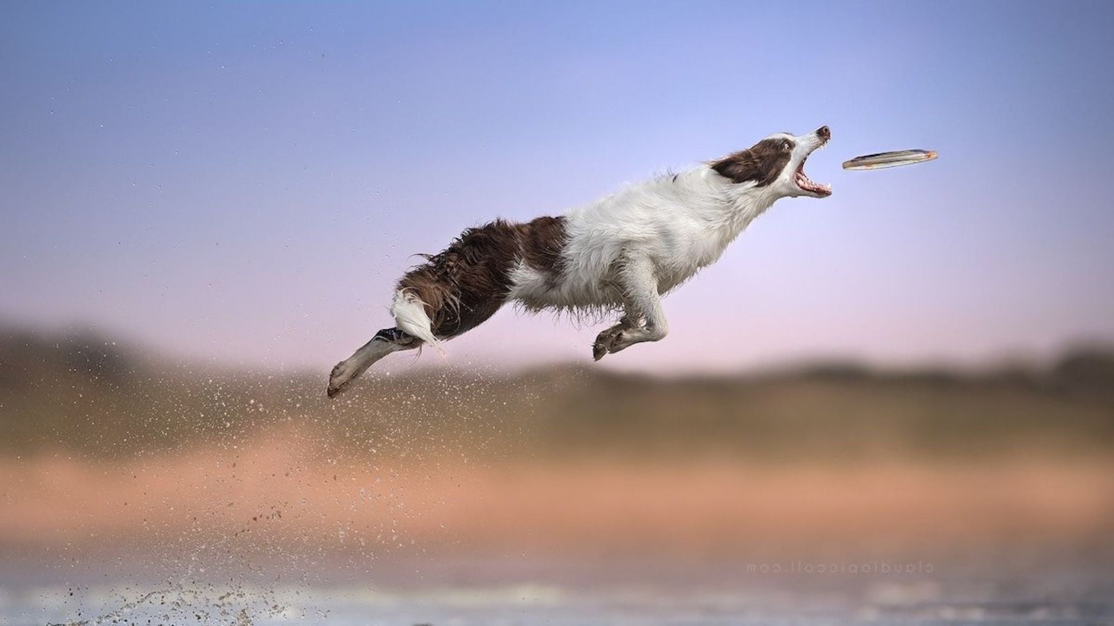 why do dogs jump