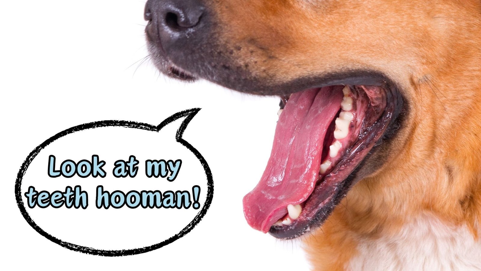 WHY DO DOGS SHOW THEIR TEETH?