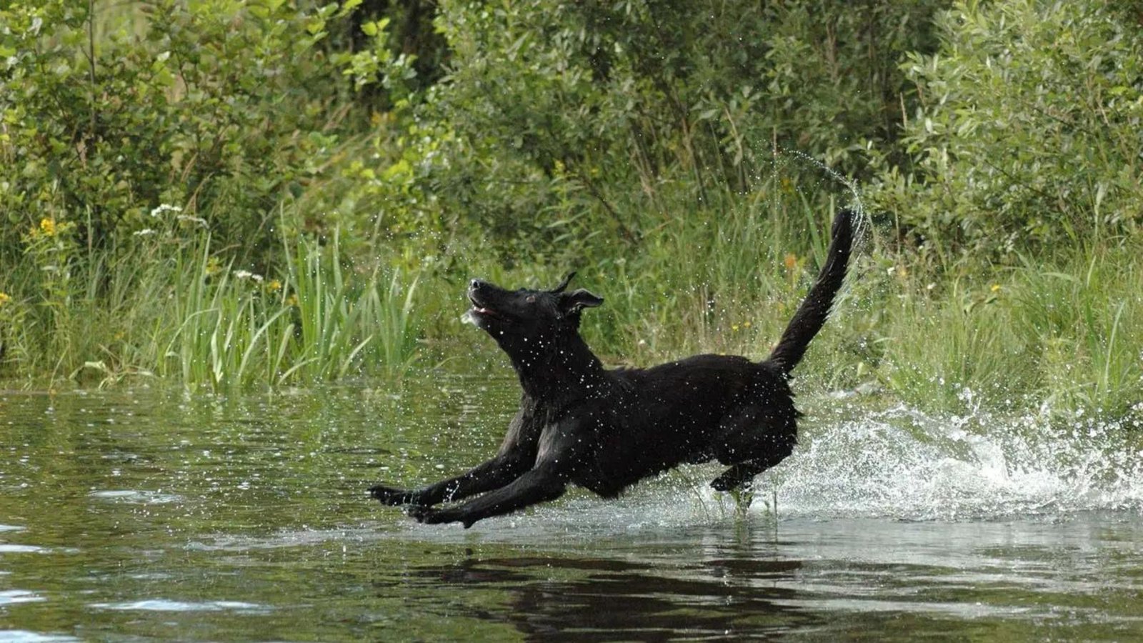 dog walk on water