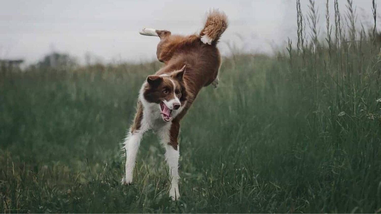 dog jump