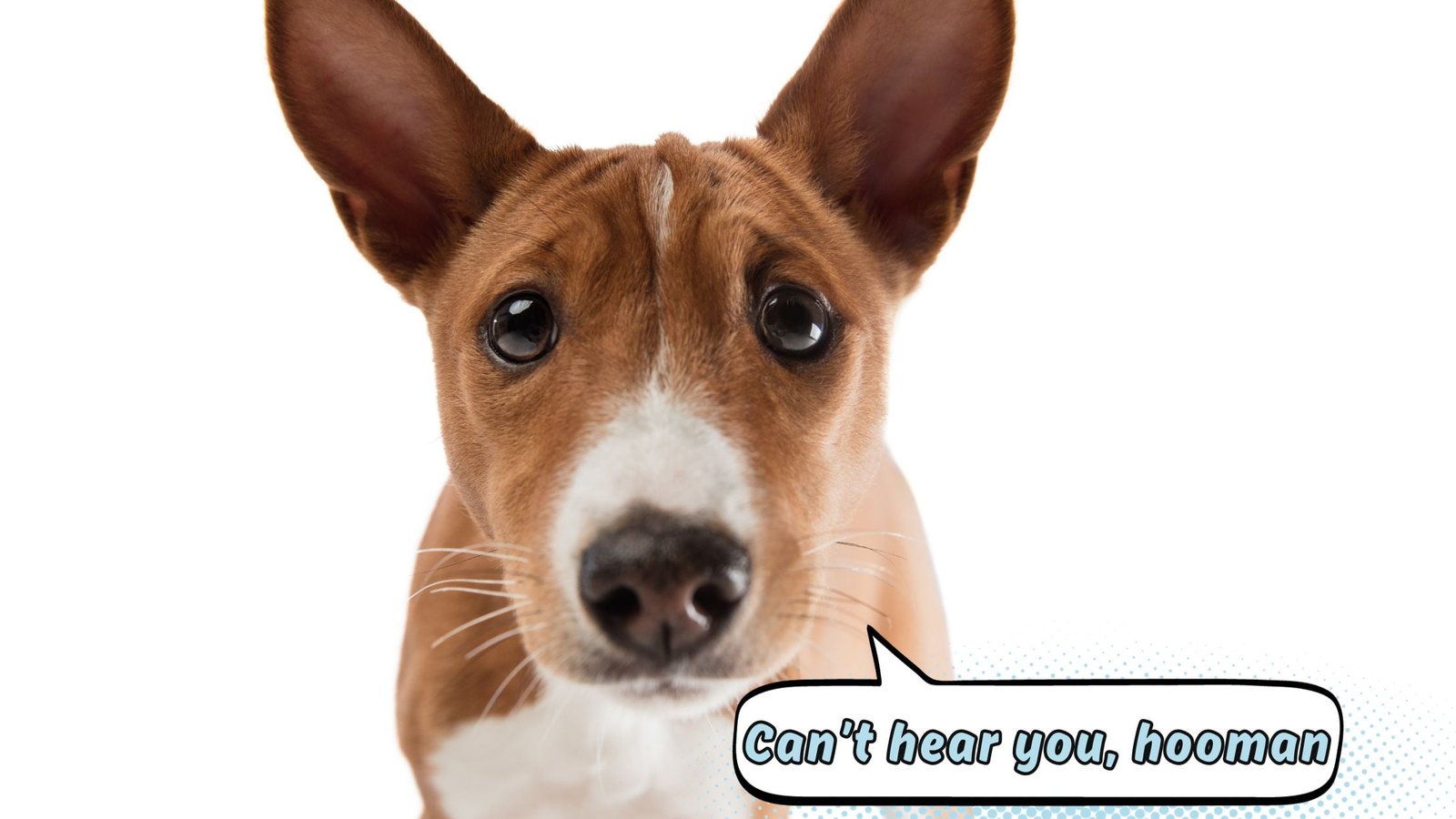 EAR INFECTION IN DOGS