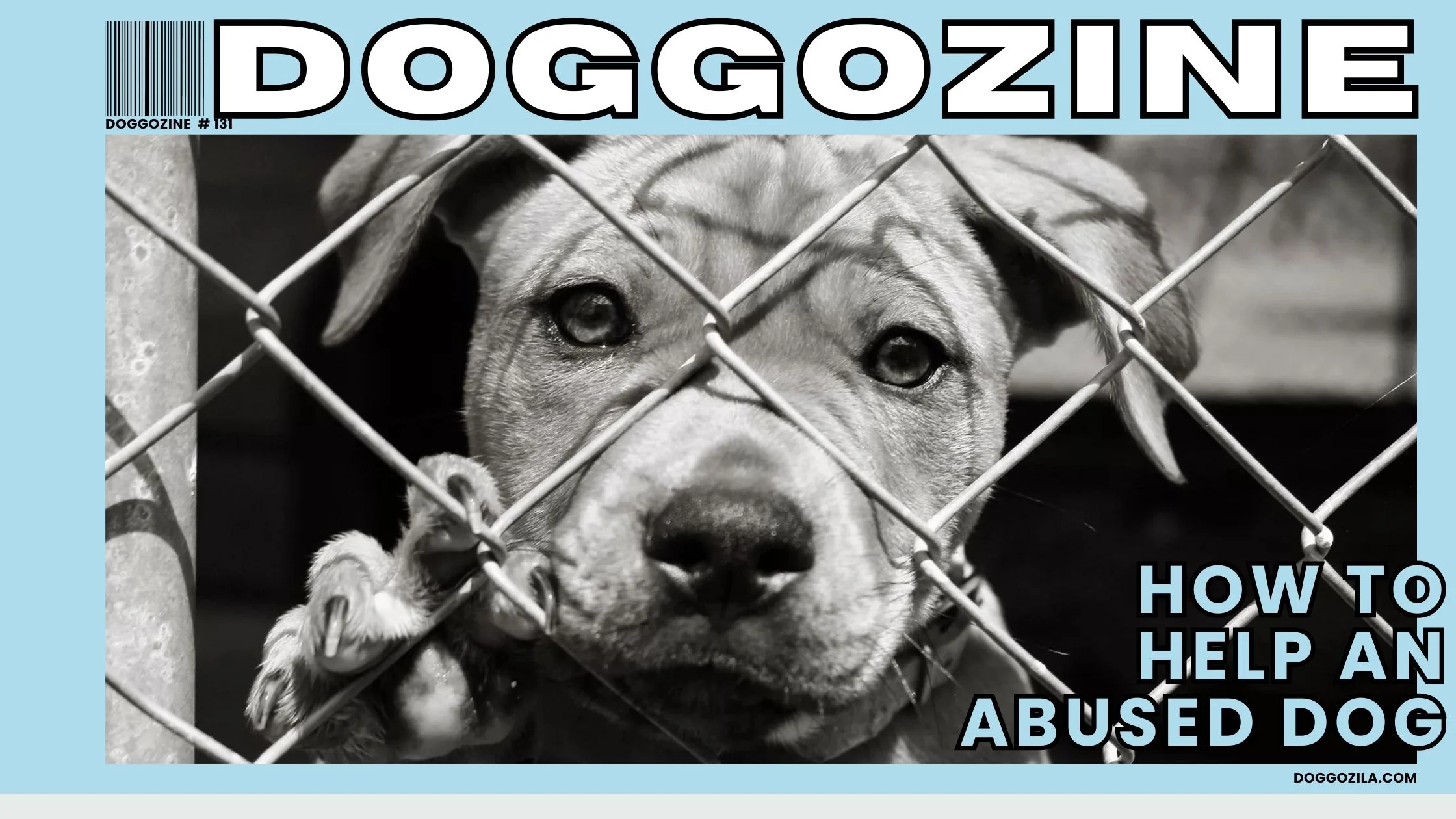 how to help an abused dog