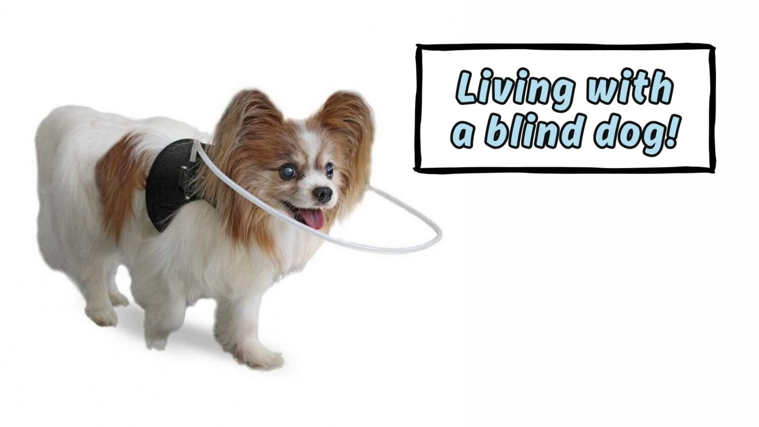 equipment for blind dogs