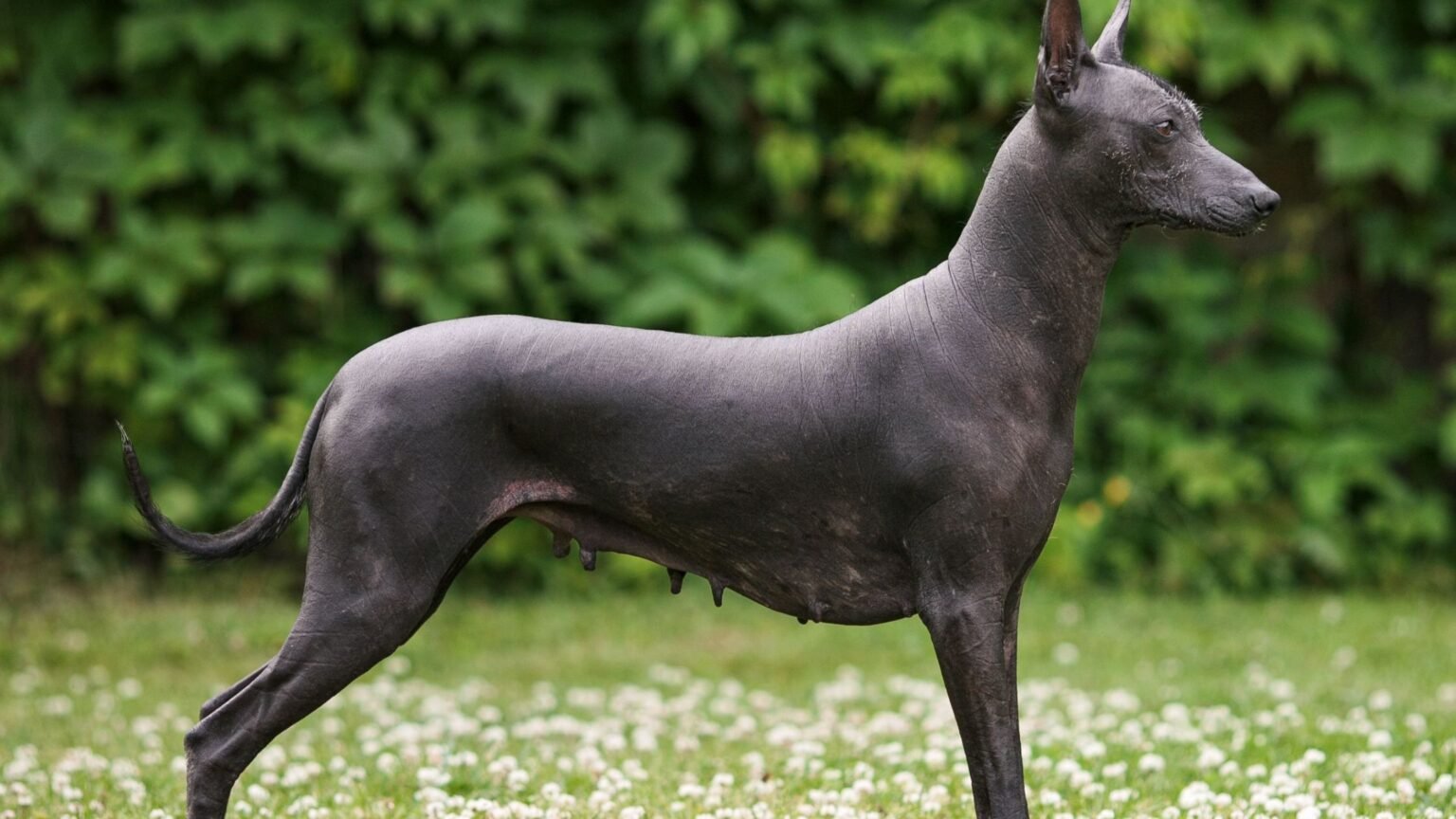 UNIQUE DOG BREEDS