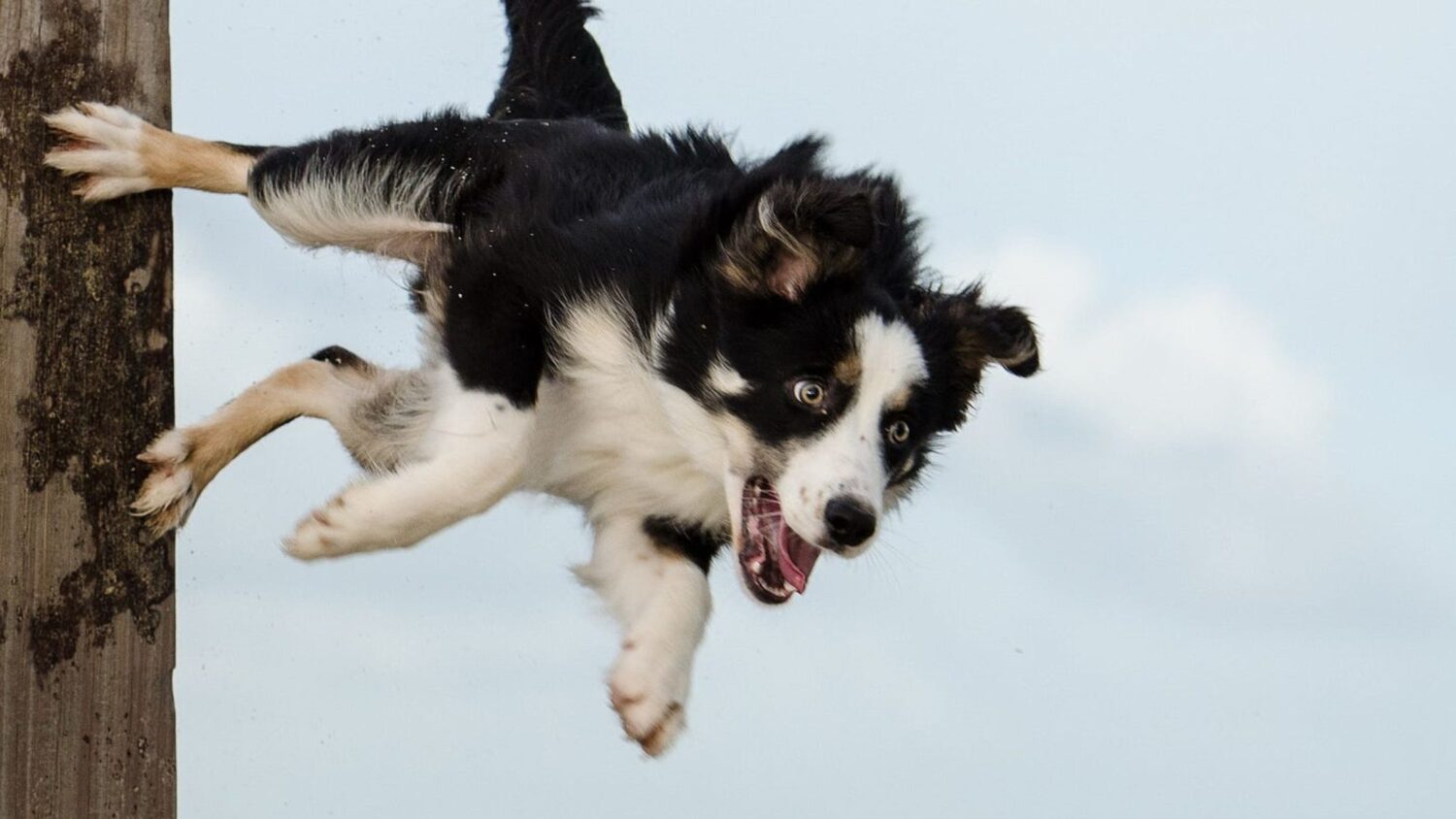 flying dog